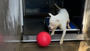 Illustration : Ce chien au cœur tendre mais rongé par la solitude ne rêve que de retrouver une famille pour jouer à la balle