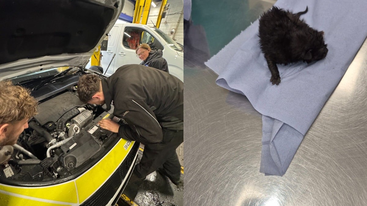 Illustration : "Des policiers en intervention entendent des miaulements venant de leur véhicule et découvrent un chaton de 2 jours coincé"