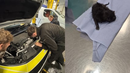 Illustration : Des policiers en intervention entendent des miaulements venant de leur véhicule et découvrent un chaton de 2 jours coincé