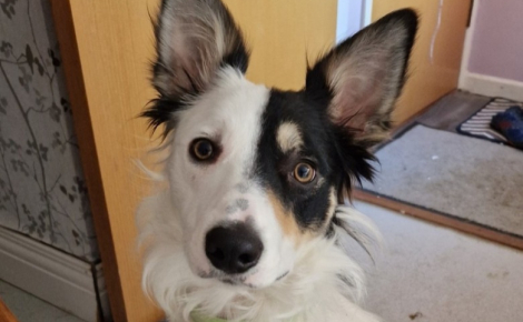 La présence d’esprit d’une propriétaire, qui pense à vérifier sa caméra en entendant son chien tousser anormalement, sauve la vie de ce dernier 