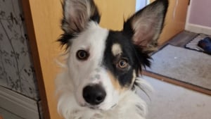 Illustration : La présence d’esprit d’une propriétaire, qui pense à vérifier sa caméra en entendant son chien tousser anormalement, sauve la vie de ce dernier 