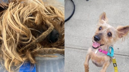 Illustration : Après avoir vécu dans les poubelles et fui les humains, un vieux Yorkshire apprend enfin à se détendre