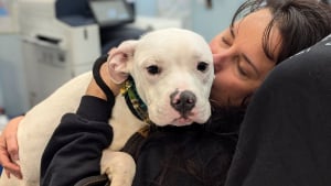 Illustration : Après avoir vaincu la parvovirose et la maladie de Carré, ce jeune chien attend enfin une famille aimante