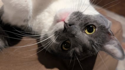 Illustration : Ce qu'elle découvre au sujet de son chat via sa nouvelle caméra de surveillance lui brise le coeur et la pousse à en adopter un 2e (vidéo)