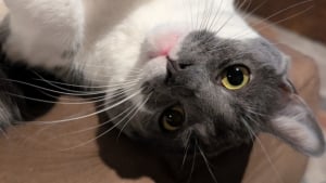 Illustration : Ce qu'elle découvre au sujet de son chat via sa nouvelle caméra de surveillance lui brise le coeur et la pousse à en adopter un 2e (vidéo)