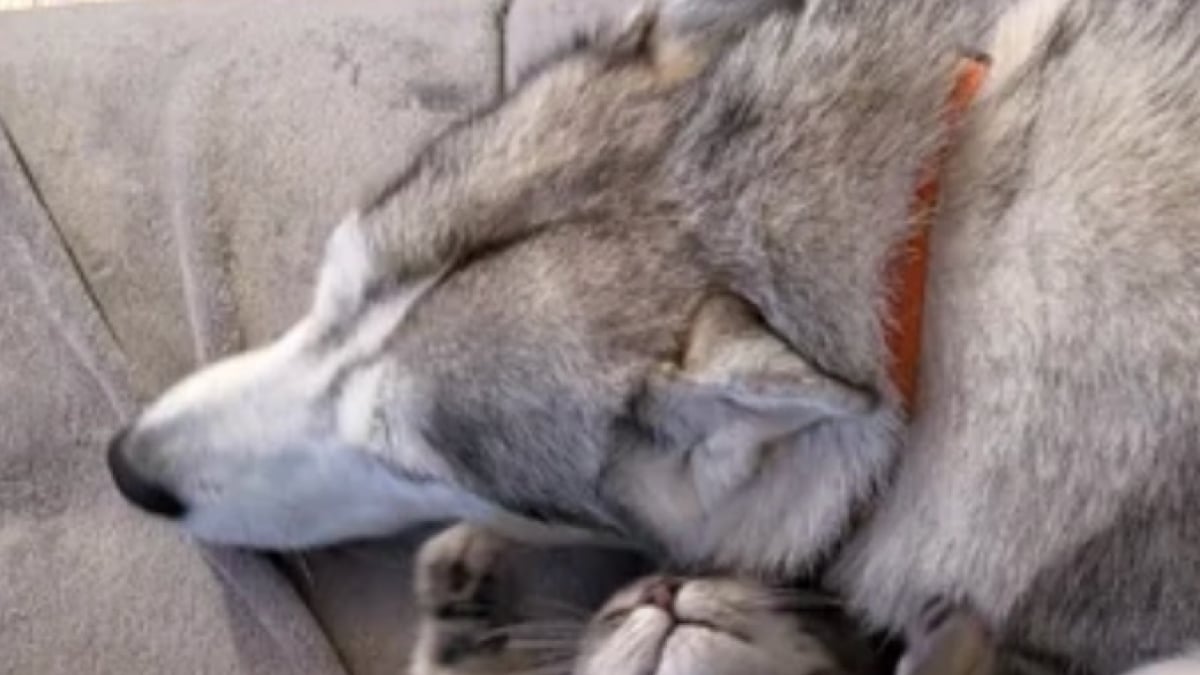 Illustration : "Un Husky refuse de quitter son jardin après avoir trouvé un chaton blessé ayant besoin d’une aide urgente"