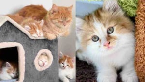 Illustration : "Des sauveteurs vont à la rencontre de chatons coincés dans une arrière-cour et découvrent au dernier moment qu’il y en avait un dernier à sauver"