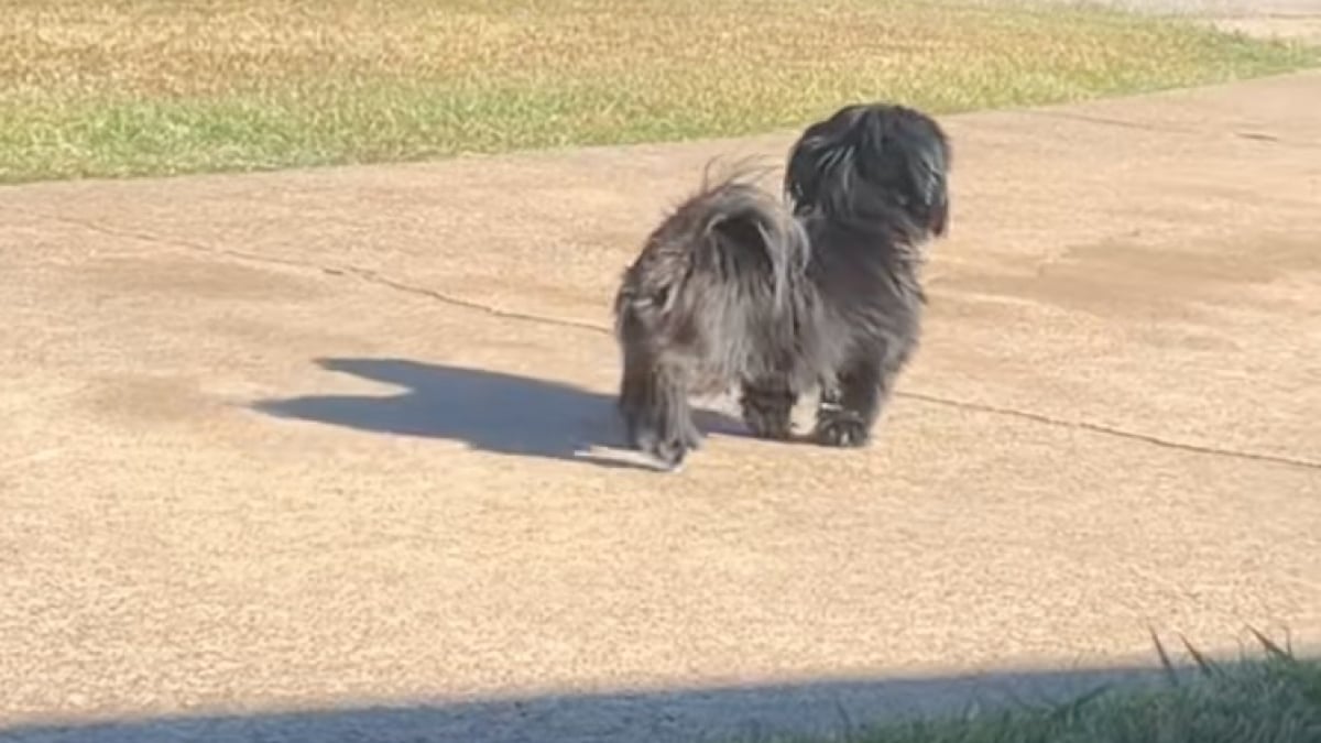 Illustration : "Chaque après-midi, ce Shih Tzu attend son jeune maître et lui offre un accueil débordant de joie devant la maison (vidéo)"