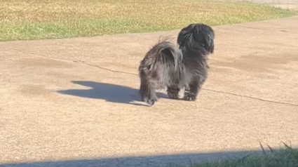 Illustration : Chaque après-midi, ce Shih Tzu attend son jeune maître et lui offre un accueil débordant de joie devant la maison (vidéo)