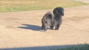 Illustration : Chaque après-midi, ce Shih Tzu attend son jeune maître et lui offre un accueil débordant de joie devant la maison (vidéo)