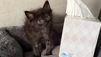 Illustration : Le refuge confie à cette bénévole un chaton mâle de 10 jours qui s’avère être… une femelle beaucoup plus âgée