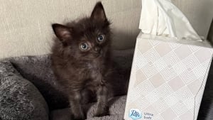 Illustration : Le refuge confie à cette bénévole un chaton mâle de 10 jours qui s’avère être… une femelle beaucoup plus âgée