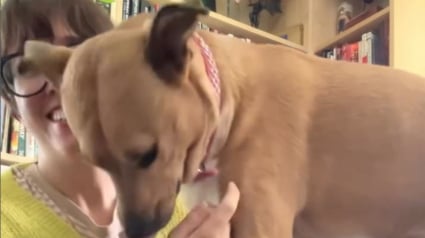 Illustration : Marquée par le souvenir de son adoption, cette chienne réagit immédiatement lorsque sa maîtresse porte ce vêtement bien particulier (vidéo)