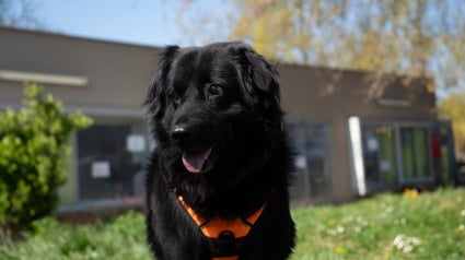 Illustration : Adopté puis ramené au refuge moins d’un an après, ce chien aveugle attend qu’on daigne lui donner sa chance