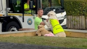 Illustration : Chaque vendredi, cette adorable chienne attend l’arrivée de ses meilleurs amis avec grande impatience (vidéo)