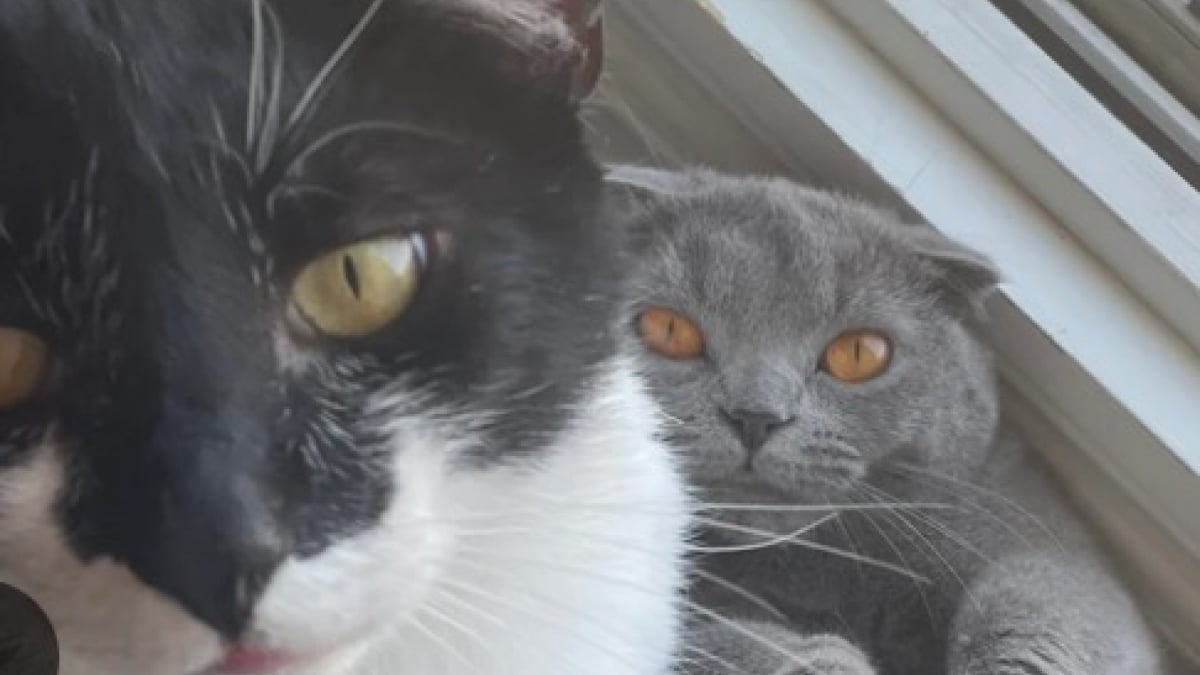 Illustration : "Une propriétaire qui craignait que son chat n’accepte pas le nouveau venu nous donne la preuve en images que tout va pour le mieux"