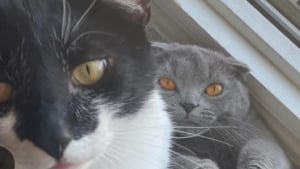 Illustration : Une propriétaire qui craignait que son chat n’accepte pas le nouveau venu nous donne la preuve en images que tout va pour le mieux