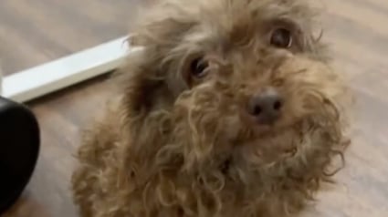 Illustration : Déposé en catastrophe chez elle par sa sœur, cette jeune femme prend en charge ce croisé Caniche négligé et le filme avec humour avant sa métamorphose (vidéo)