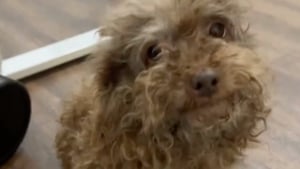 Illustration : Déposé en catastrophe chez elle par sa sœur, cette jeune femme prend en charge ce croisé Caniche négligé et le filme avec humour avant sa métamorphose (vidéo)