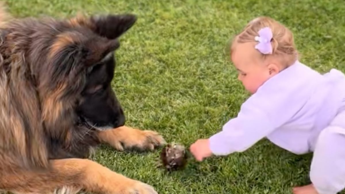 Illustration : "Protecteur pendant la grossesse de sa maîtresse, ce Berger Allemand enseigne maintenant avec patience son jeu préféré à sa petite sœur humaine de quelques mois (vidéo)"