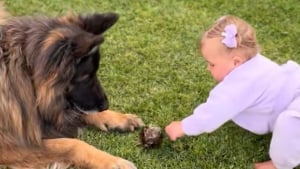Illustration : Protecteur pendant la grossesse de sa maîtresse, ce Berger Allemand enseigne maintenant avec patience son jeu préféré à sa petite sœur humaine de quelques mois (vidéo)