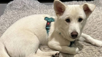 Illustration : Rescapé de l'euthanasie, un chien disparaît à son arrivée à l'aéroport et échappe à toutes les tentatives de sauvetage pendant 9 jours