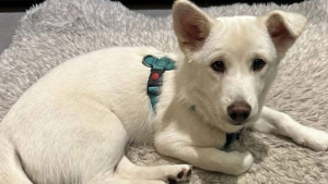 Illustration : Rescapé de l'euthanasie, un chien disparaît à son arrivée à l'aéroport et échappe à toutes les tentatives de sauvetage pendant 9 jours