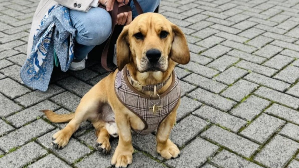 Illustration : "Sous les yeux de sa propriétaire, ce chien se fait renverser successivement par 2 voitures, mais les examens ne révèlent aucun traumatisme"