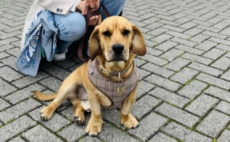 Sous les yeux de sa propriétaire, ce chien se fait renverser successivement par 2 voitures, mais les examens ne révèlent aucun traumatisme