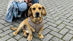 Illustration : Sous les yeux de sa propriétaire, ce chien se fait renverser successivement par 2 voitures, mais les examens ne révèlent aucun traumatisme