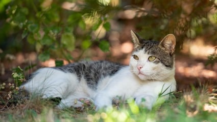 Illustration : Après avoir passé 2 jours à chercher son chat échappé lors d'une réparation de camping-car, cette propriétaire le retrouve un an plus tard grâce à des vacancières