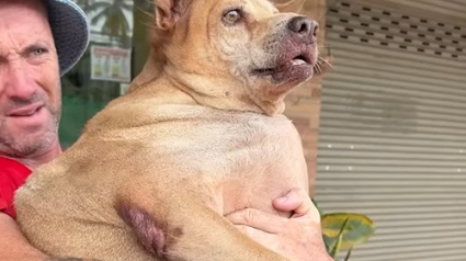 Illustration : Une chienne errante pesant le double de son poids se bat pour retrouver la forme