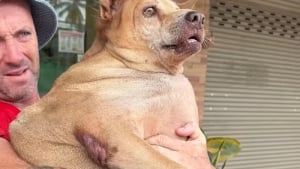 Illustration : Une chienne errante pesant le double de son poids se bat pour retrouver la forme