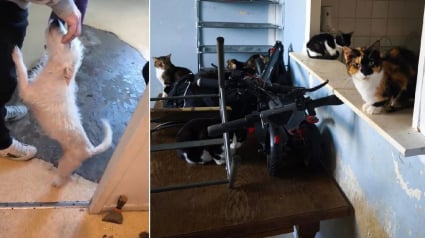 Illustration : Alertée par des riverains inquiets, une association découvre 3 chiens et 7 chats vivant dans un petit appartement insalubre avec des déjections partout sur les sols