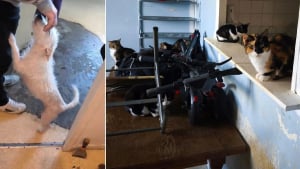 Illustration : "Alertée par des riverains inquiets, une association découvre 3 chiens et 7 chats vivant dans un petit appartement insalubre avec des déjections partout sur les sols"