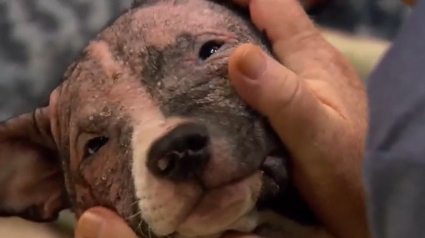 Illustration : L’incompréhension des sauveteurs face à un chiot de 4 mois malade et abandonné