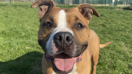 Illustration : Une association partage le "post de la dernière chance" au sujet d'un chien qui ne supporte plus la vie au refuge