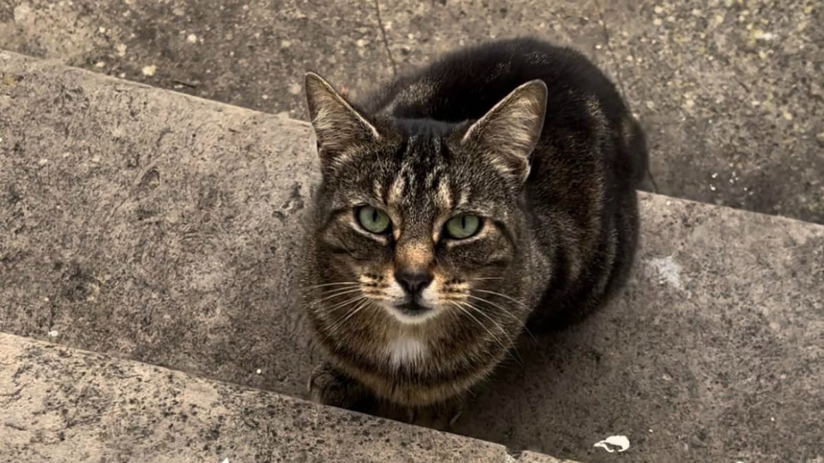 Illustration : "La chatte la plus aimée d’une gare disparaît du jour au lendemain et une chaîne de solidarité se crée pour la retrouver"