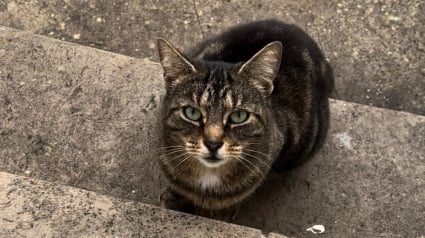 Illustration : La chatte la plus aimée d’une gare disparaît du jour au lendemain et une chaîne de solidarité se crée pour la retrouver