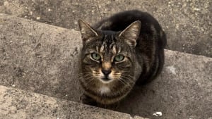 Illustration : "La chatte la plus aimée d’une gare disparaît du jour au lendemain et une chaîne de solidarité se crée pour la retrouver"