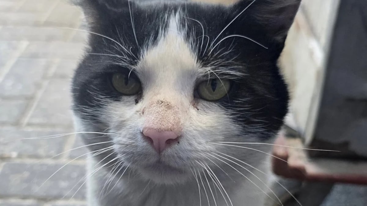 Illustration : "Les employés d’une boulangerie sur le point de fermer se mobilisent pour trouver une maison aimante au chat dont ils s’occupent "