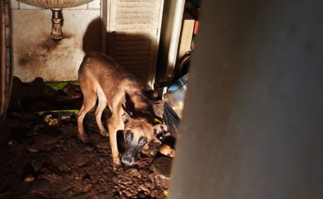 « Inutile de parler pour comprendre quand on croise certains regards », les yeux poignants de ce chien au moment de son sauvetage (vidéo)