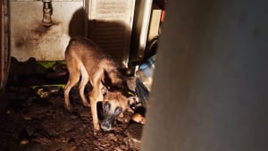 Illustration : « Inutile de parler pour comprendre quand on croise certains regards », les yeux poignants de ce chien au moment de son sauvetage (vidéo)