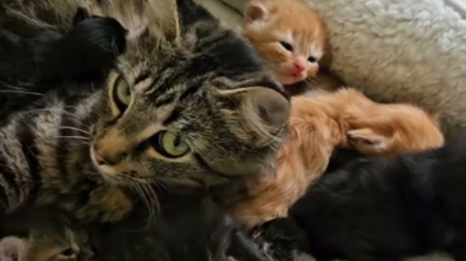 Illustration : Cette super maman féline impressionne tout le monde en prenant soin de 15 chatons simultanément (vidéo)
