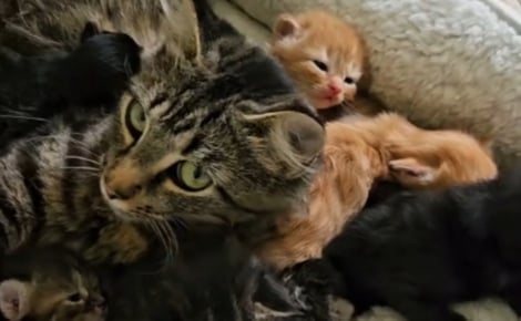 Cette super maman féline impressionne tout le monde en prenant soin de 15 chatons simultanément (vidéo)