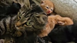 Illustration : Cette super maman féline impressionne tout le monde en prenant soin de 15 chatons simultanément (vidéo)
