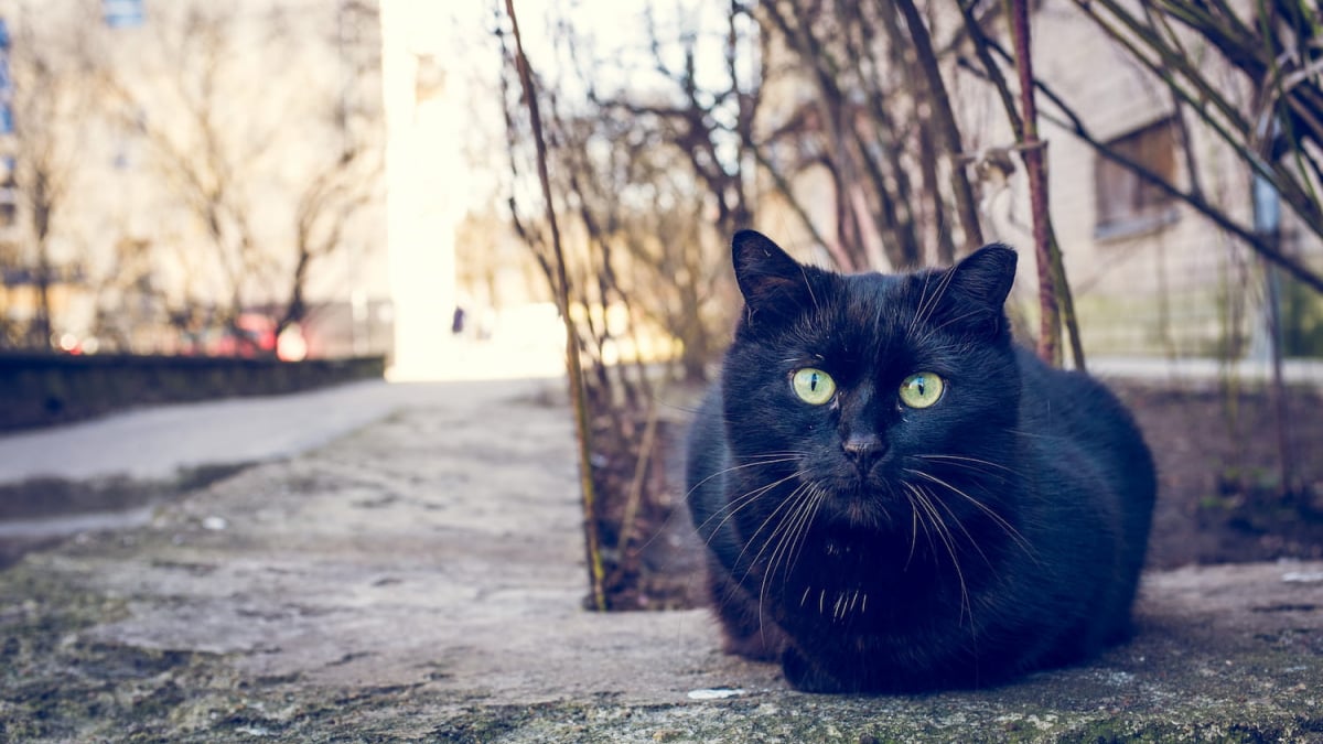 Illustration : "Pour éviter des gestes irresponsables, une ville espagnole interdit l’adoption de chats noirs durant la période d’Halloween"
