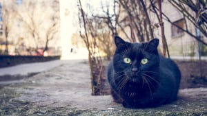Illustration : Pour éviter des gestes irresponsables, une ville espagnole interdit l’adoption de chats noirs durant la période d’Halloween