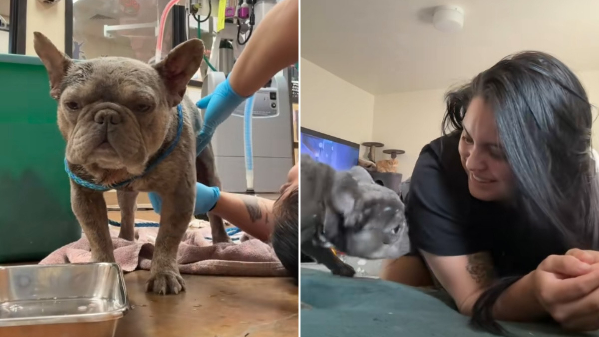 Illustration : "Recueilli dans un sac plastique, ce Bouledogue Français trouve refuge auprès d'une soigneuse qui débourse 3400 euros pour son opération et refuse de le renvoyer au refuge (vidéo)"
