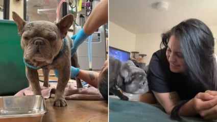Illustration : Recueilli dans un sac plastique, ce Bouledogue Français trouve refuge auprès d'une soigneuse qui débourse 3400 euros pour son opération et refuse de le renvoyer au refuge (vidéo)